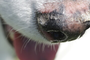 Hyperkeratosis in a husky © mynewturtle