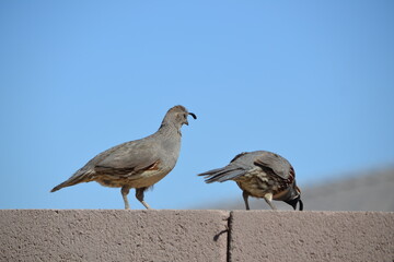 California Quails are poised to leap from a cement wall, framed by the backdrop of a clear blue sky.
