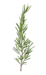 green rosemary on transparent background