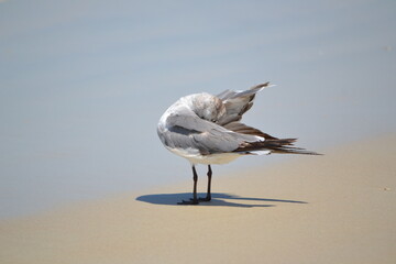 A seagull buries its beak beneath its wing, preening itself while standing on the sandy shores of...