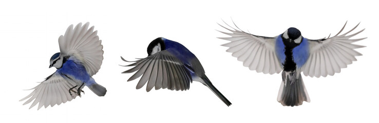 blue small three tits in flight on white background