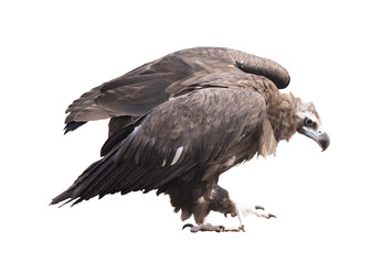 large walking Cinereous vulture isolated on white