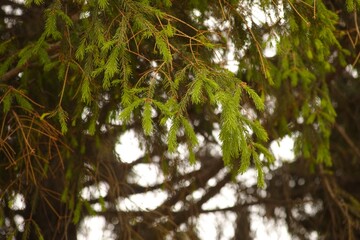 Young green shoots on spruce branches