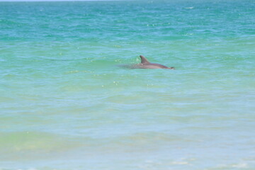 A lone dolphin breaks the surface of the tropical turquoise waters at Ponce Inlet, Florida.