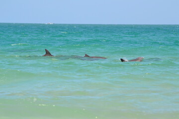 Three dolphins glide through the wild waters at Ponce Inlet, Jetty Beach, Florida, their dorsal...