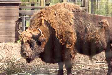 Bison or Auroch, animal in zoo, a large bull bufalo