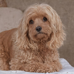 Portrait of a purebred dog of the Poodle breed.