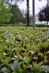 Boundary hedge by morning at spring