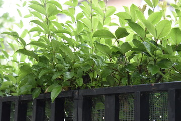 Boundary hedge by morning at spring