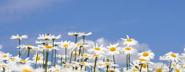 Blooming Daisy Field Under Blue Sky