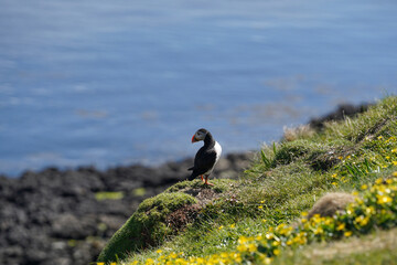 Atlantic puffin on the isle of Staffa in Scotland. The puffins breed on Staffa, a small island of the coast of Mull. 