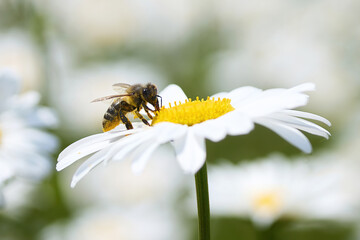 Bee with pollen on a white daisy against a soft background.