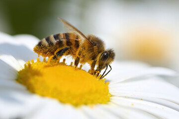 Honeybee collecting pollen on a white daisy in bright sunlight.