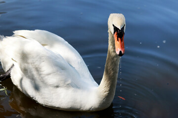 White swan swims on a lake in the park, close-up. Beautiful swan on the lake in spring. Bird