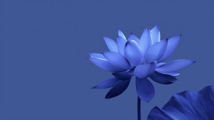 Single flower of blue lotus on purple background with copy space for text. Meditation, serenity and spirituality concept. Beautiful floral frame with space for your own design.