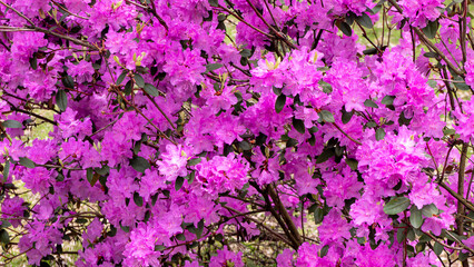 A bunch rhododendron of purple flowers with a few green leaves