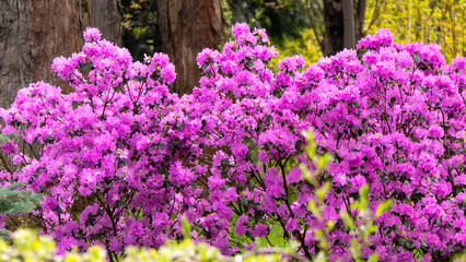 A row of purple flowers rhododendron are in full bloom