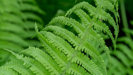 A green leafy plant with a leafy green stem
