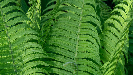 A green leafy plant with many leaves