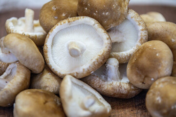 Fresh shitake or shiitake mushrooms (Lentinula edodes) in selective focus and fine details