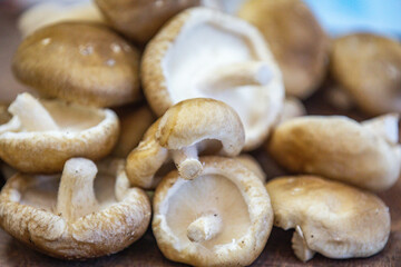 Fresh shitake or shiitake mushrooms (Lentinula edodes) in selective focus and fine details