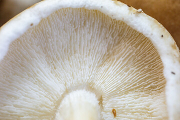 Fresh shitake or shiitake mushrooms (Lentinula edodes) in selective focus and fine details