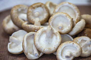 Fresh shitake or shiitake mushrooms (Lentinula edodes) in selective focus and fine details
