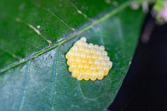 Ovos de Pachycoris torridus ou percevejo do pinh&atilde;o bravo &eacute; um percevejo da fam&iacute;lia Scutelleridae	