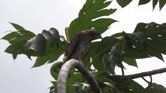 chicken hawk bird on a branch of a breadfruit tree
