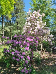 Park mit Rhododendren