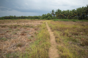 Dried field in summer