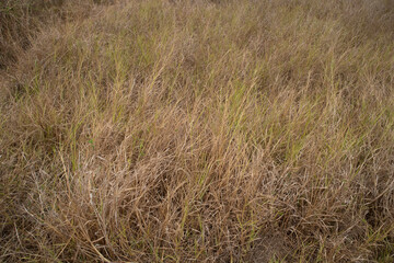 Dried field in summer