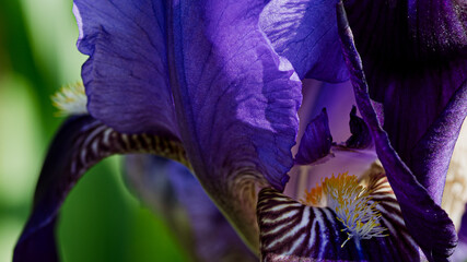 fiore macro