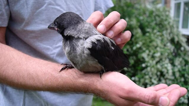 Caucasian man strokes a cute little crow cub that sits on his arm. Background of a green lawn. The concept of pets and animal care.