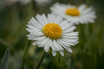 Close up of spring daisies in the garden in the afternoon	