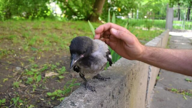 Man's hand stroking a cute little crow cub that sits on a border in the front garden. The concept of pets and animal care.