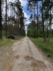 Fototapeta premium path in the woods