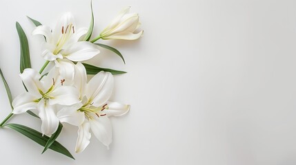Fototapeta premium White lily flowers on a white background. Use this for wedding cards, celebrations, invitations, farewell greetings, or condolences.