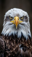 Obraz premium A detailed view of a bald eagle showcasing its distinctive yellow beak