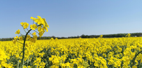 Obraz premium Yellow blooming rapeseed oil plants on a Danish field in spring season