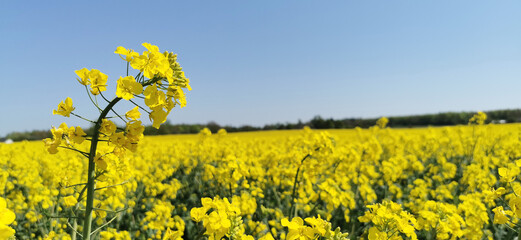 Obraz premium Yellow blooming rapeseed oil plants on a Danish field in spring season