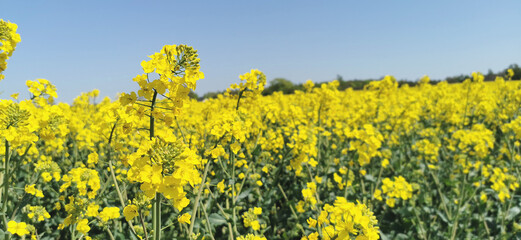 Yellow blooming rapeseed oil plants on a Danish field in spring season
