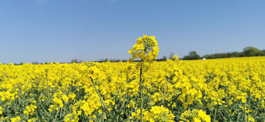 Obraz premium Yellow blooming rapeseed oil plants on a Danish field in spring season