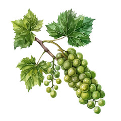 Watercolor Illustration of green grape on branch , isolated on a white background, green grape clipart, green grape vector, green grape painting, green grape art, drawing clipart, green grape Graphic.