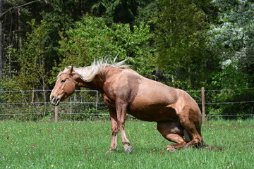 Goldenes Pferd auf der Wiese beim Aufstehen