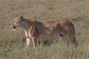 Lioness in the african savannah