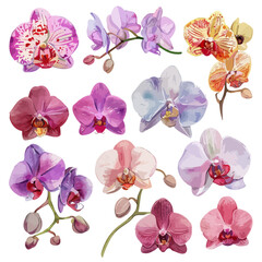 Watercolor painting of a orchid flower set collection , isolated on a white background, orchid vector, drawing clipart, Illustration Vector, Graphic Painting, design art, logo