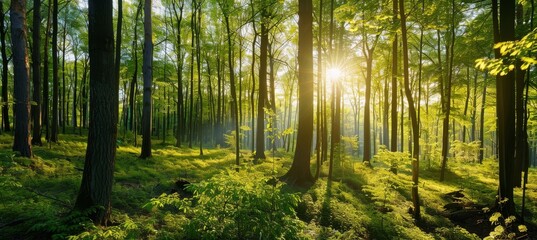 Fototapeta na wymiar Sunlit Forest Landscape