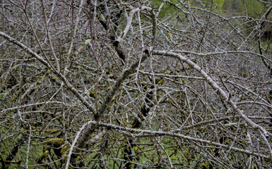 unblossoming apple tree branches waiting for spring