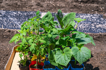 夏野菜のポット苗